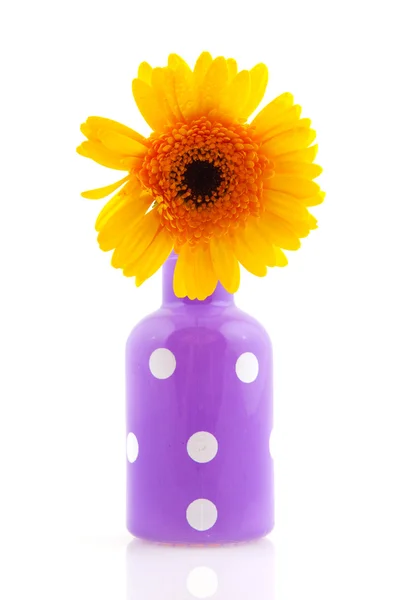 Gerber फूल के साथ खुश बैंगनी dotted वाज़ — स्टॉक फ़ोटो, इमेज