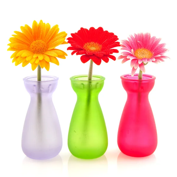 Flores coloridas Gerber — Fotografia de Stock