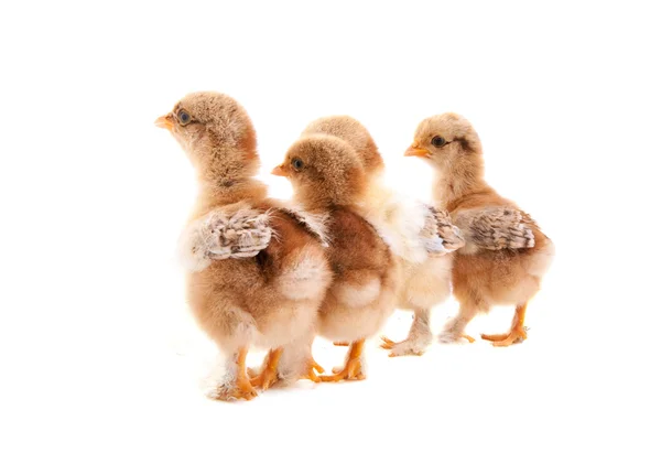 Små kycklingar går bort — Stockfoto