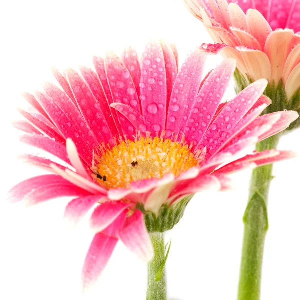 거 버 꽃 — 스톡 사진