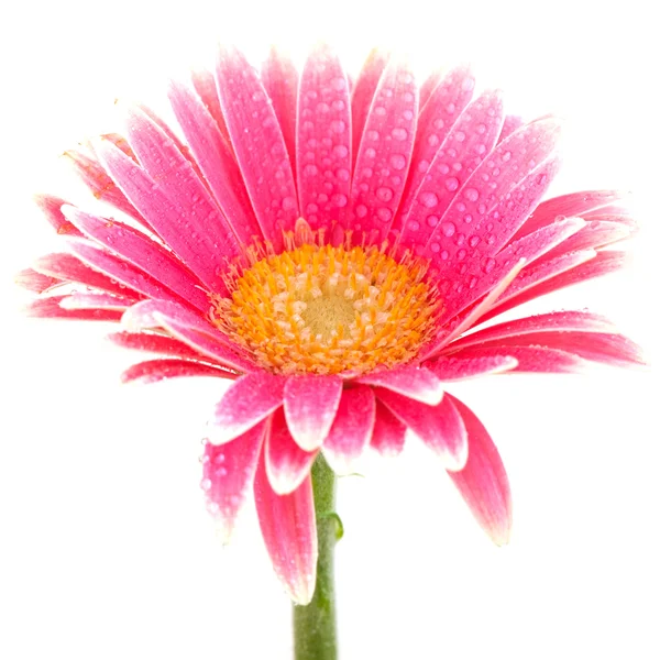 Gerber virág — Stock Fotó