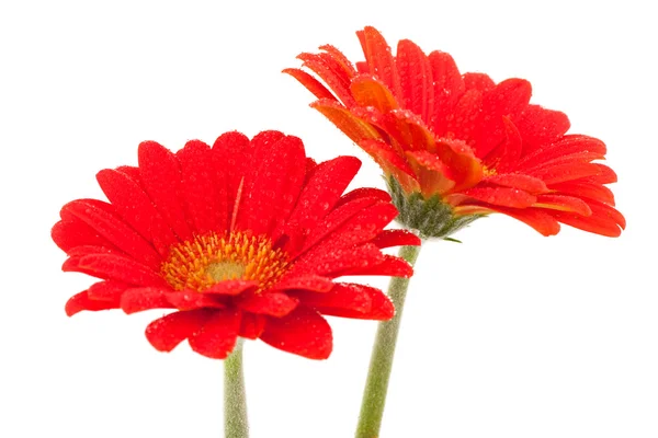 Czerwony Gerbera daisies — Zdjęcie stockowe
