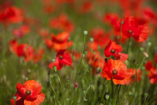 Rote Mohnblumen auf den Feldern — Stockfoto