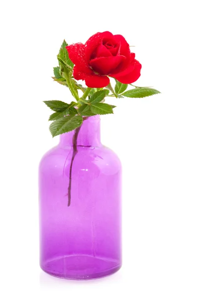Rosa vermelha colorida em vaso roxo — Fotografia de Stock
