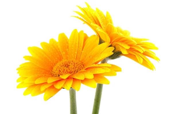 Yellow Gerber daisies — Stock Photo, Image