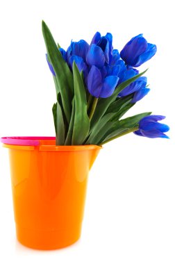 Blue tulips clipart