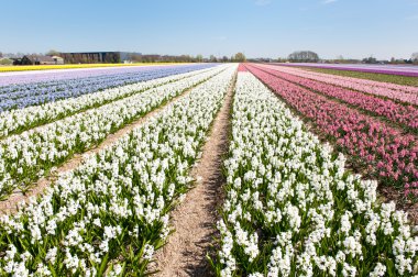 Holland çiçek soğanı