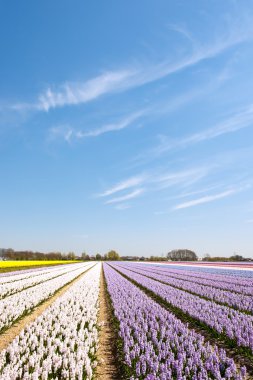 Holland çiçek soğanı