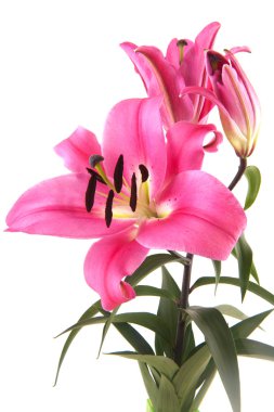 Pink Lily clipart