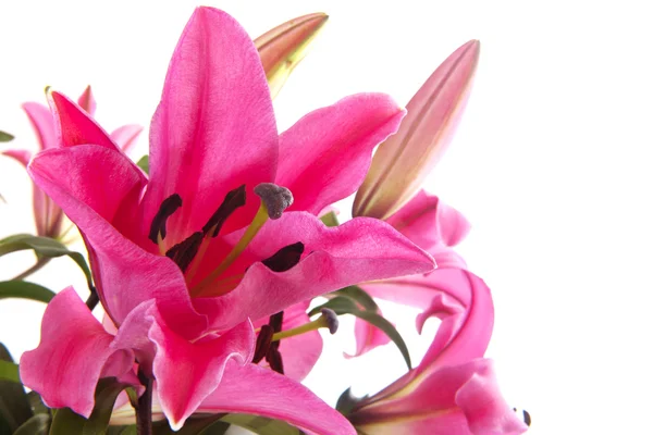 Pink Lily — Stock Photo, Image