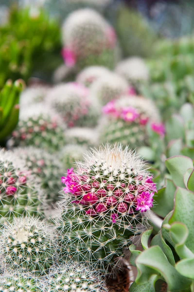 stock image Cactus and succulent plants