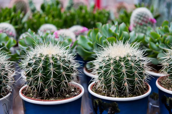 stock image Cactus assortment