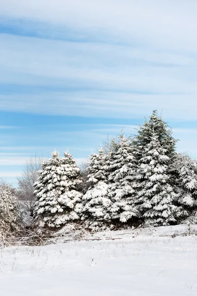 Christmas trees in snow — Stock Photo, Image