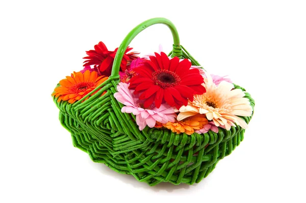 Colorful Gerber in green basket — Stock Photo, Image
