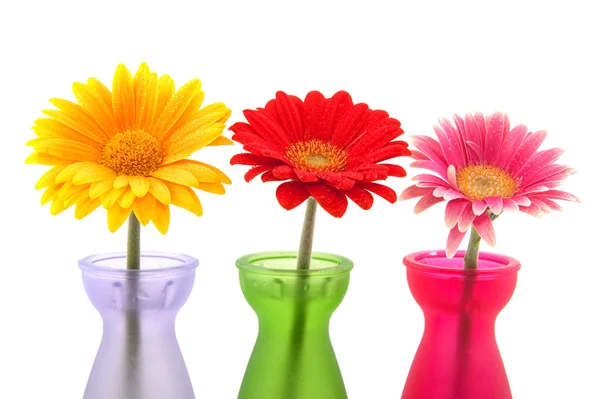 Colorful Gerber flowers — Stock Photo, Image