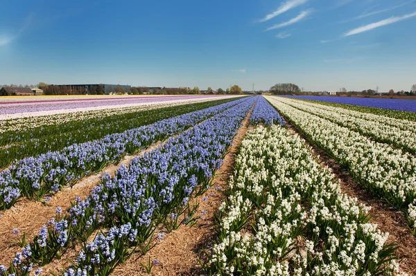 Holländische Landschaft mit Blumenzwiebeln — Stockfoto