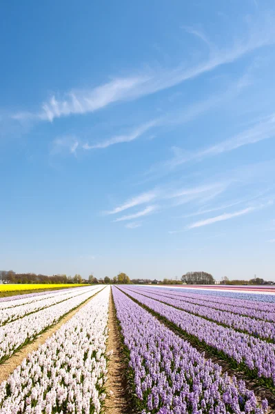 Blumenzwiebeln in Holland — Stockfoto