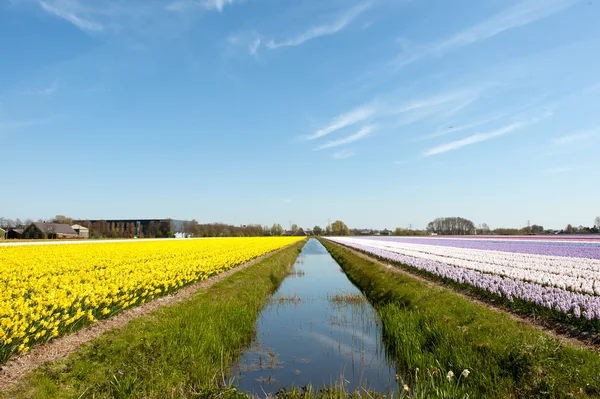 Blumenzwiebeln in Holland — Stockfoto