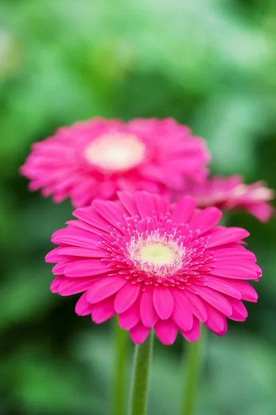 Plantas Gerber rosadas — Foto de Stock