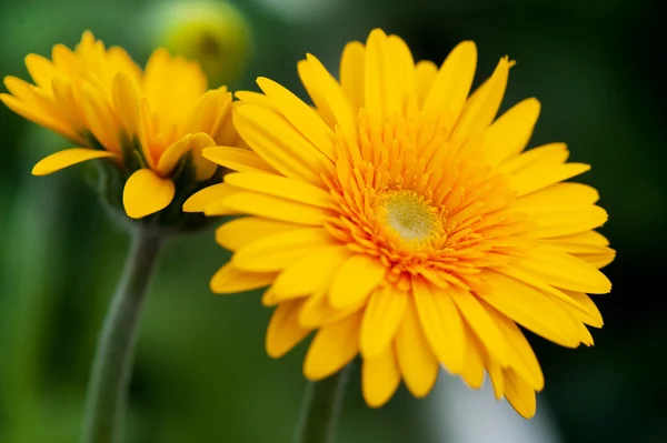 Sarı gerber bitkiler — Stok fotoğraf