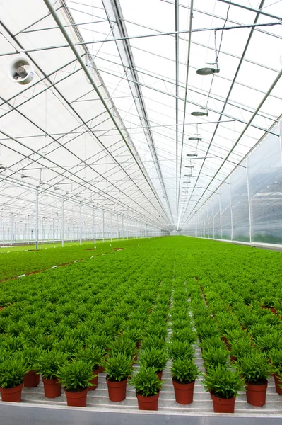 Greenhouse with many Bamboo plants — Stock Photo, Image