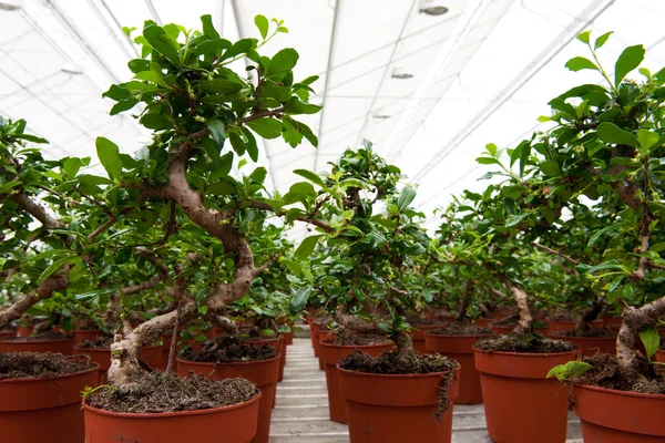 Alberi di bonsai in serra — Foto Stock