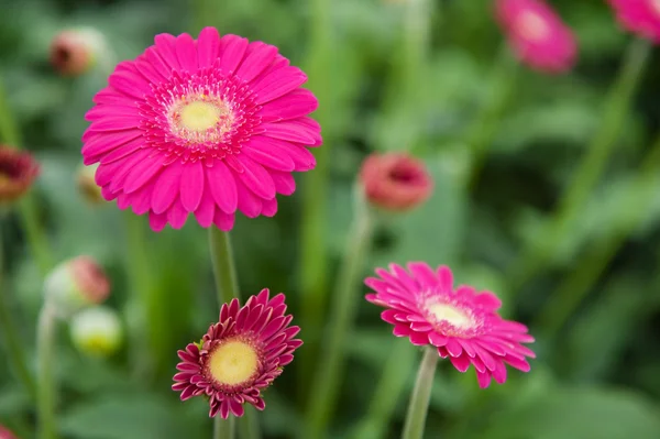 Rózsaszín gerber növények — Stock Fotó