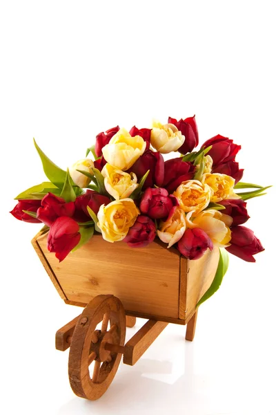 Taczki drewniane z tulipany — Zdjęcie stockowe