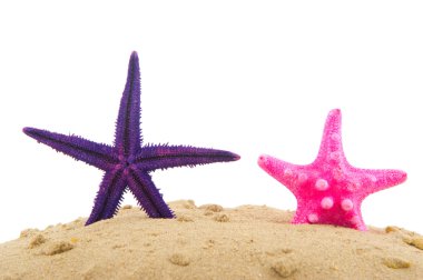 starfishes