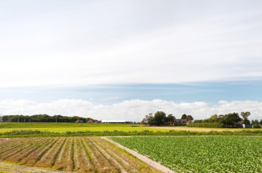 Hollanda tarım peyzaj