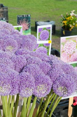 Allium Market
