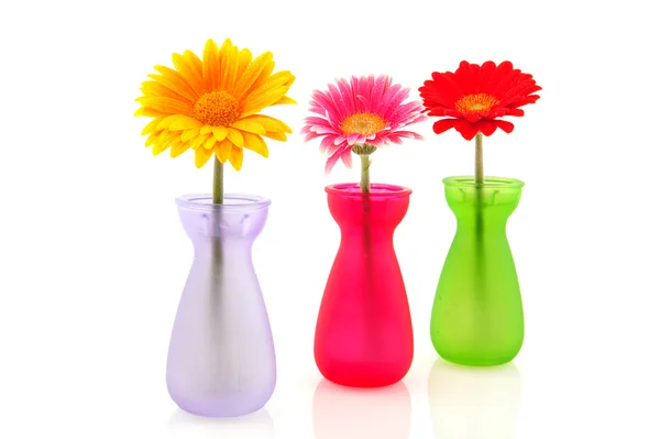Kleurrijke gerber bloemen — Stockfoto