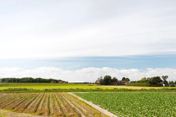 Голландська сільського господарства краєвид — стокове фото