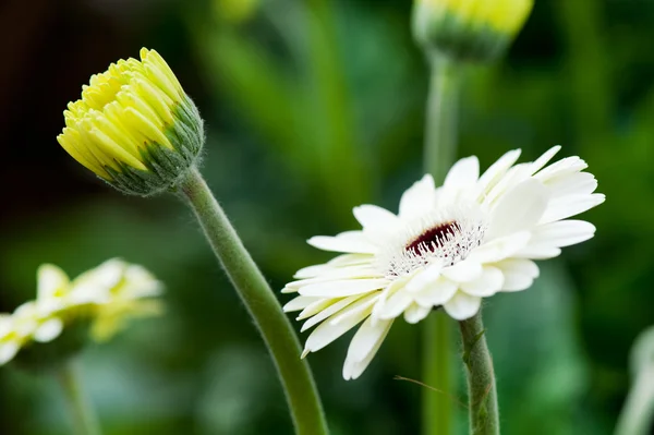 白いガーバー植物 — ストック写真