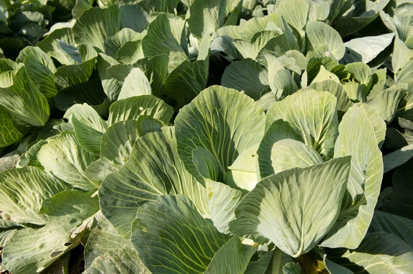 Green cabbages — Stock Photo, Image