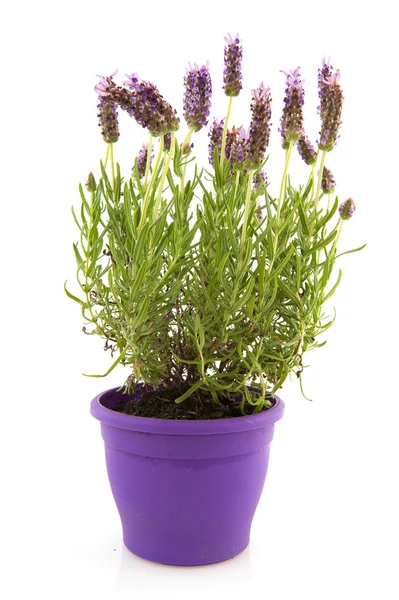 stock image Lavender Stoechas