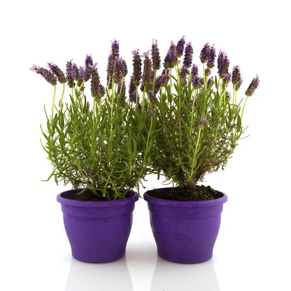 Lavendelstoechas — Stockfoto