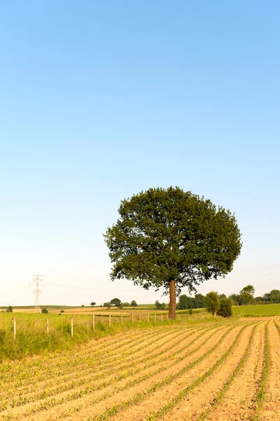 Træ i landbruget landskab - Stock-foto