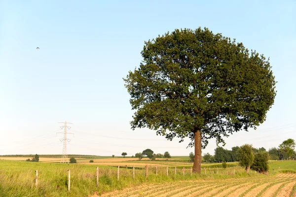 Copac în peisajul agricol — Fotografie, imagine de stoc