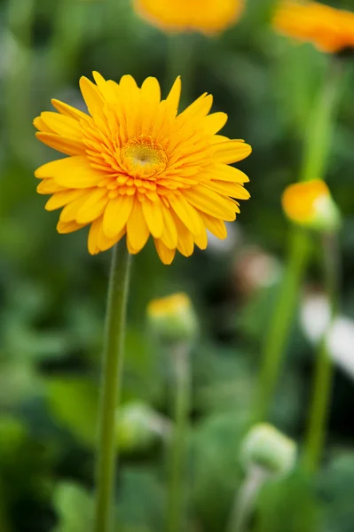 Gerber żółty roślin — Zdjęcie stockowe