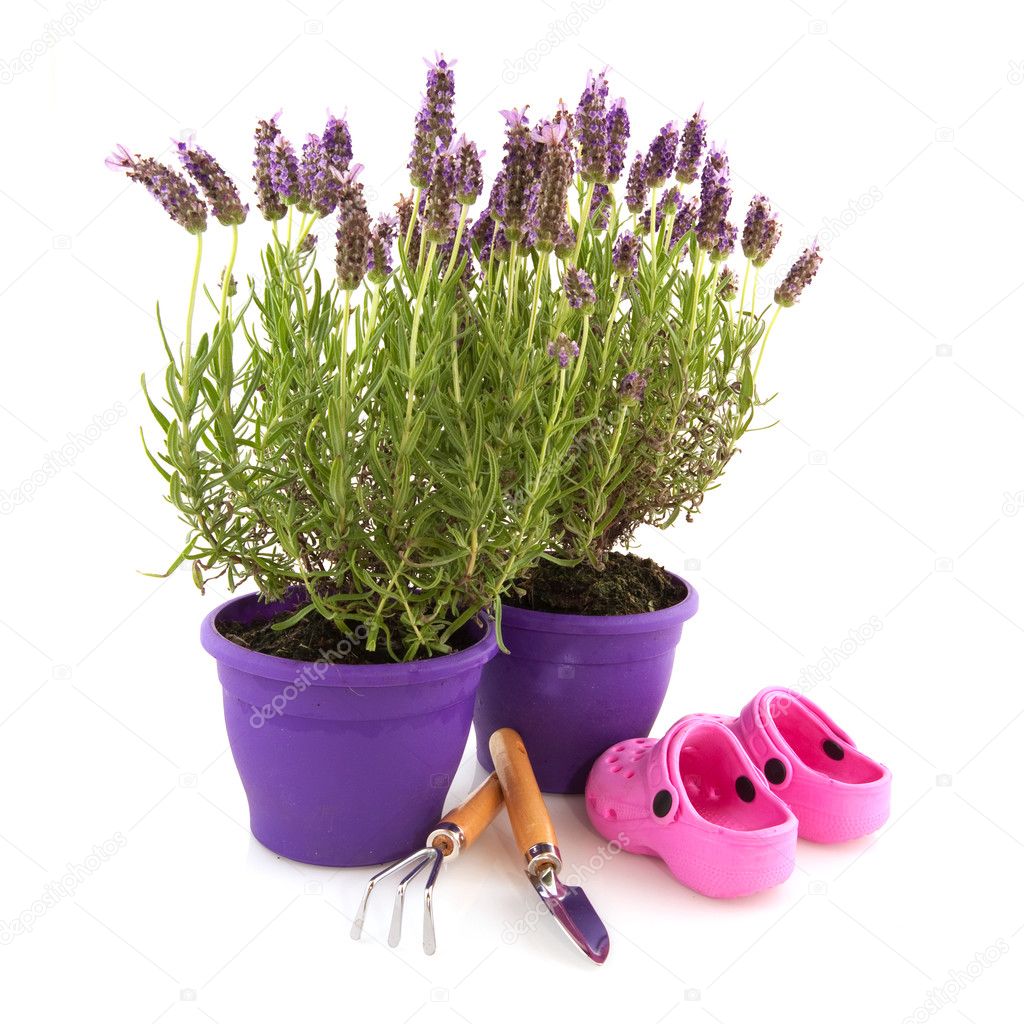 Lavender with garden tools