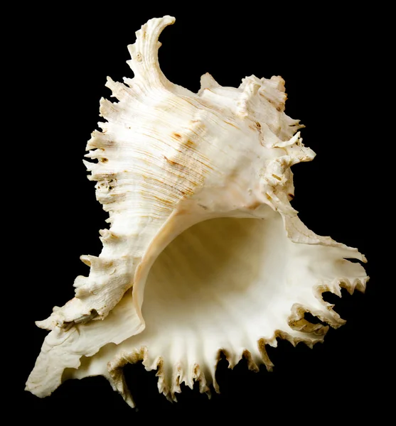 可爱的小海壳 — 图库照片