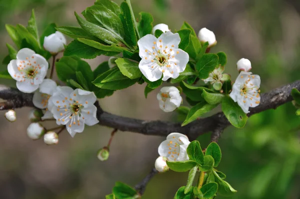 Třešňový švestkový květ — Stock fotografie