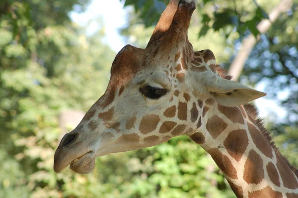 stock image Giraffe head