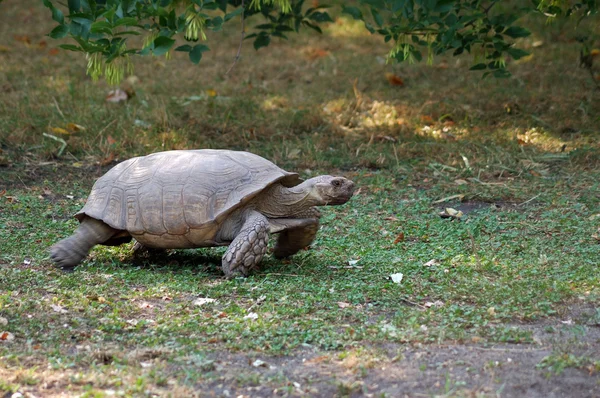 Kör sköldpadda — Stockfoto