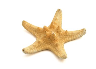 Sea star little clipart