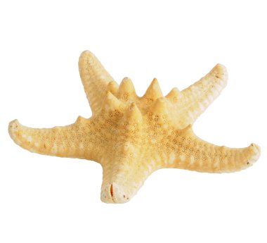 Sea star little clipart