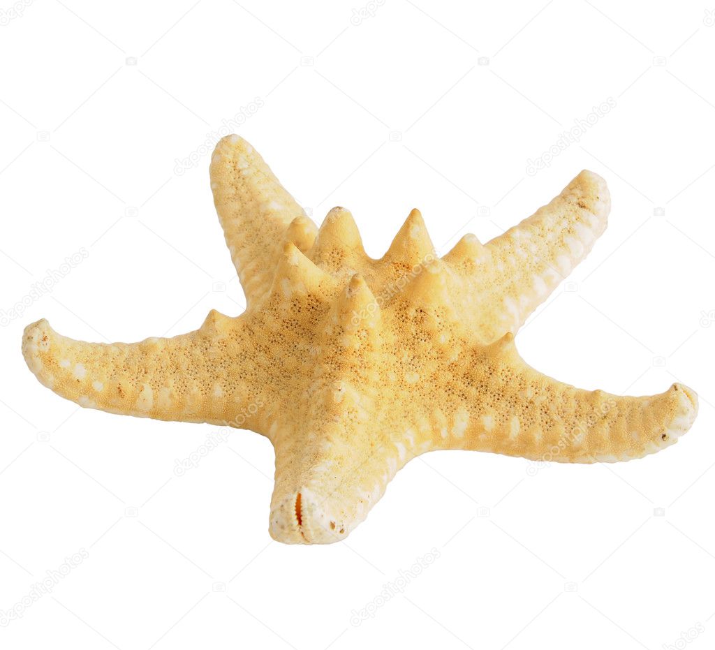 Sea star little