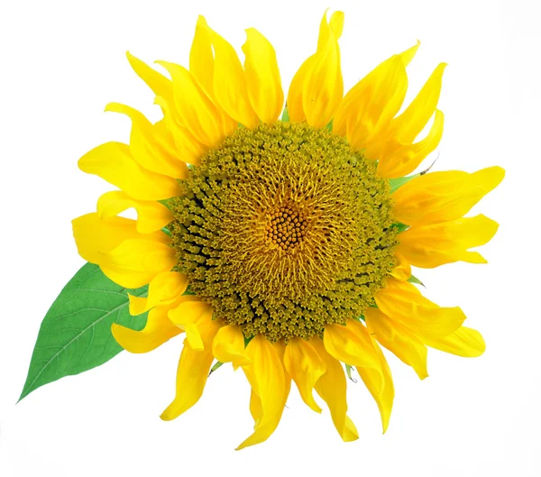 Girasole — Foto Stock