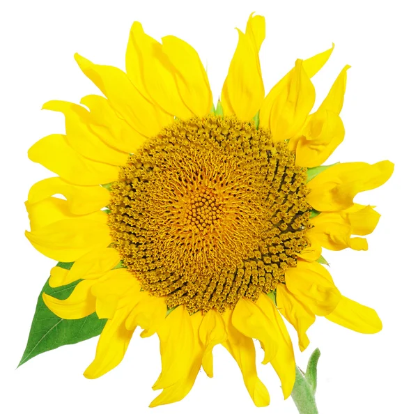 Sonnenblume — Stockfoto